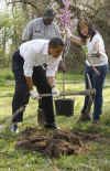 President Barack Obama plants trees with volunteers at the Kenilworth Aquatic Gardens.