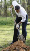 President Barack Obama plants trees with volunteers at the Kenilworth Aquatic Gardens.