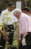 President Barack Obama and former President Bill Clinton plant trees with volunteers.